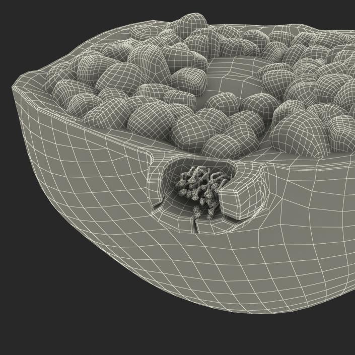 Pomegranate Cross Section 3 3D