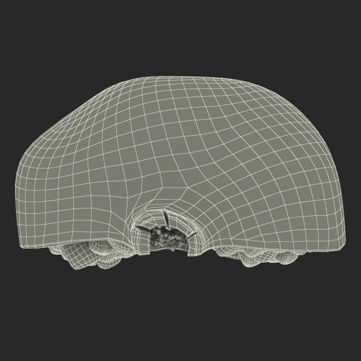 Pomegranate Cross Section 3 3D