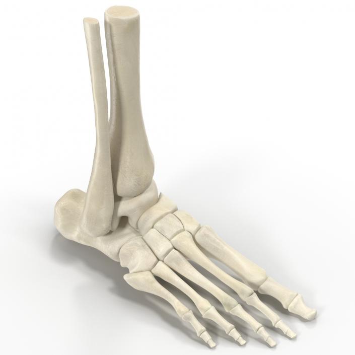 Human Skeleton Foot 3D model