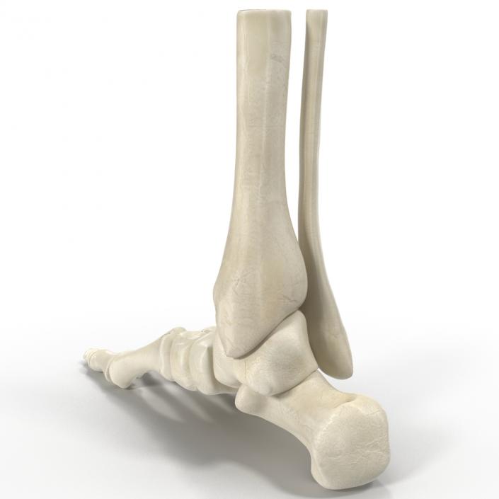 Human Skeleton Foot 3D model