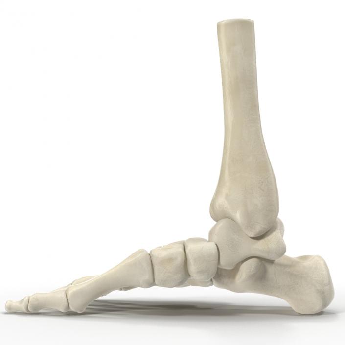 Human Skeleton Foot 3D model