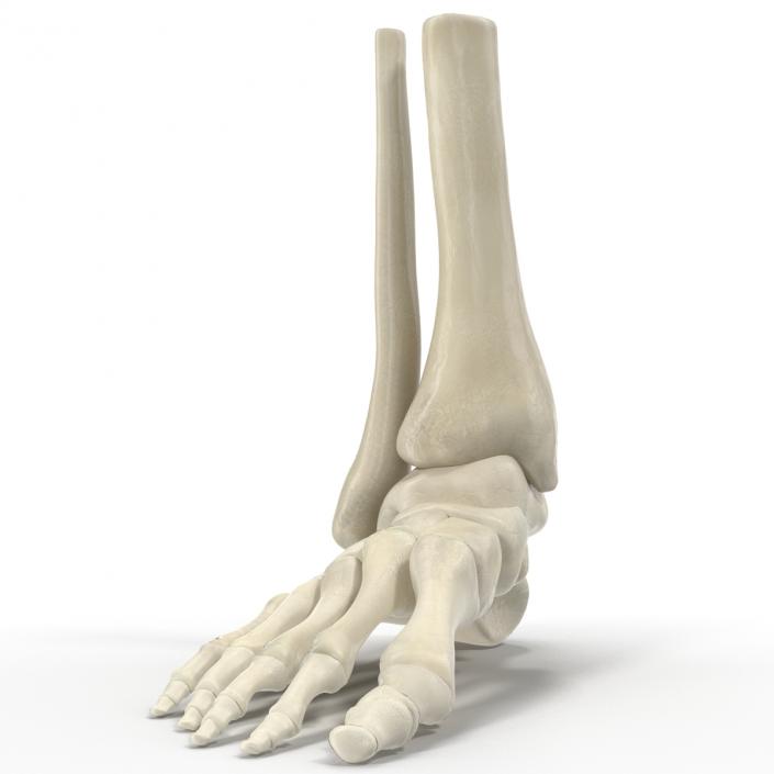 Human Skeleton Foot 3D model