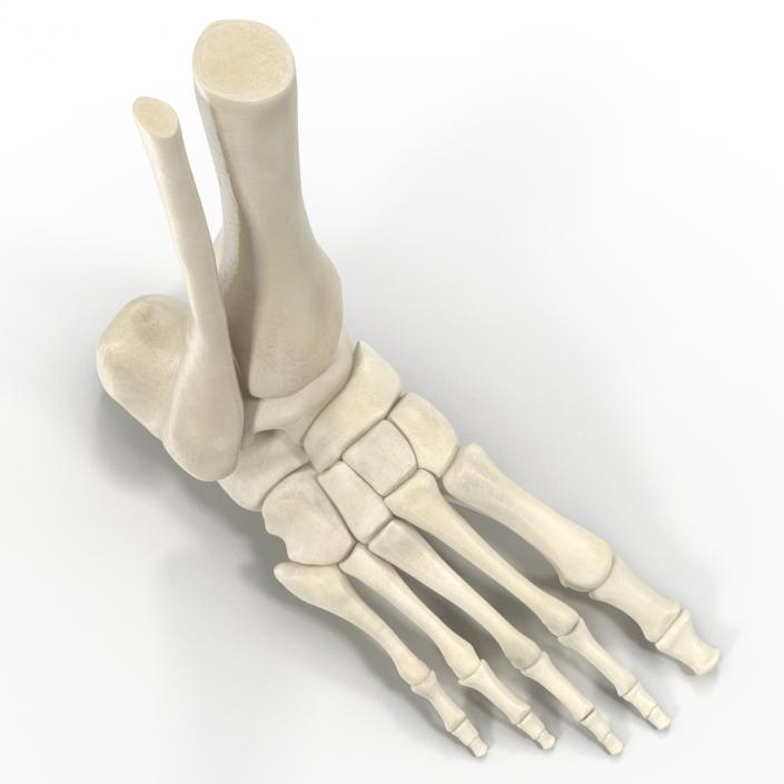 Human Skeleton Foot 3D model