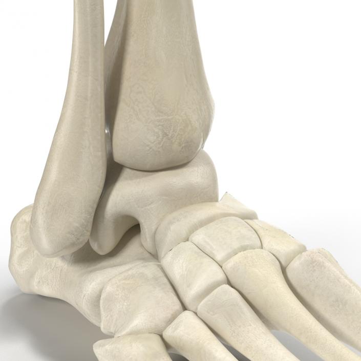 Human Skeleton Foot 3D model