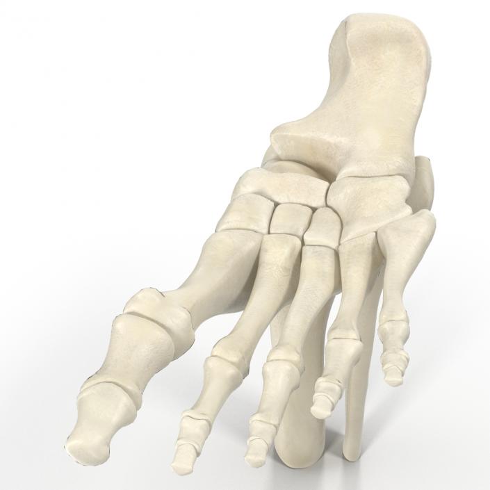 Human Skeleton Foot 3D model