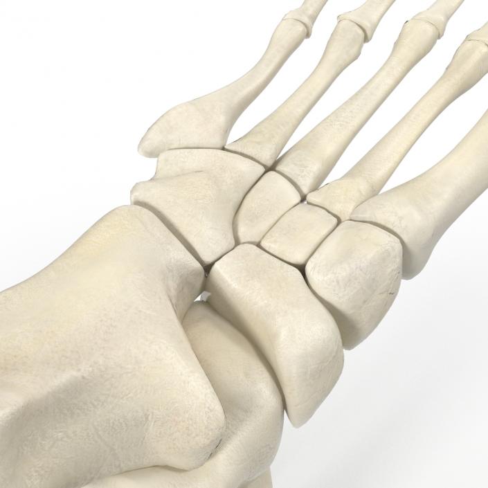 Human Skeleton Foot 3D model