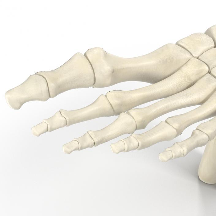 Human Skeleton Foot 3D model