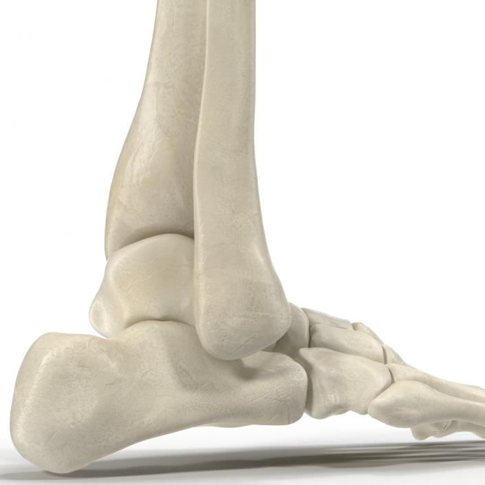 Human Skeleton Foot 3D model