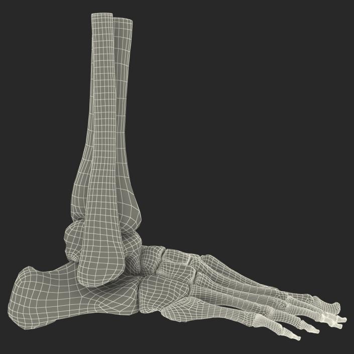 Human Skeleton Foot 3D model