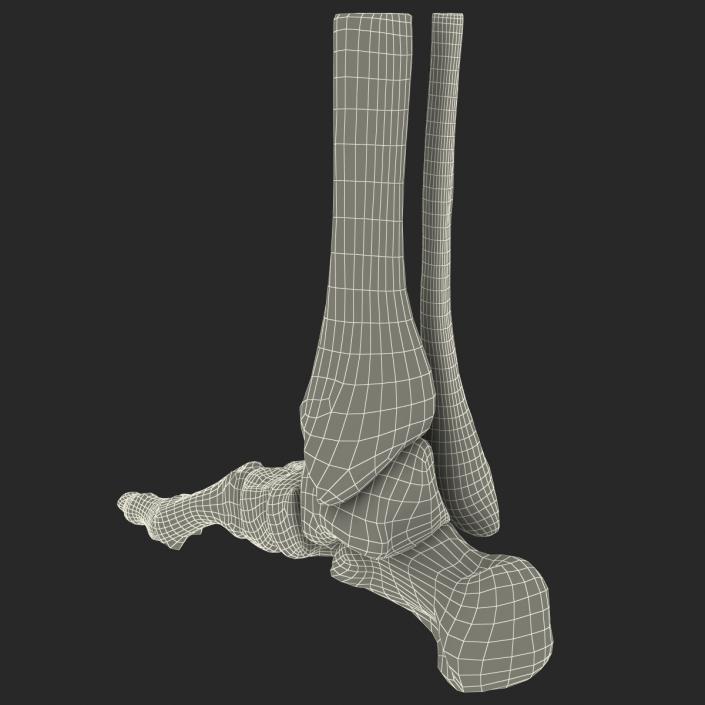 Human Skeleton Foot 3D model