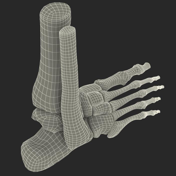 Human Skeleton Foot 3D model