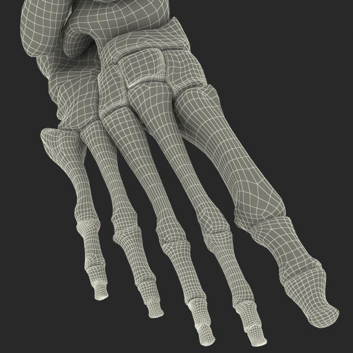 Human Skeleton Foot 3D model