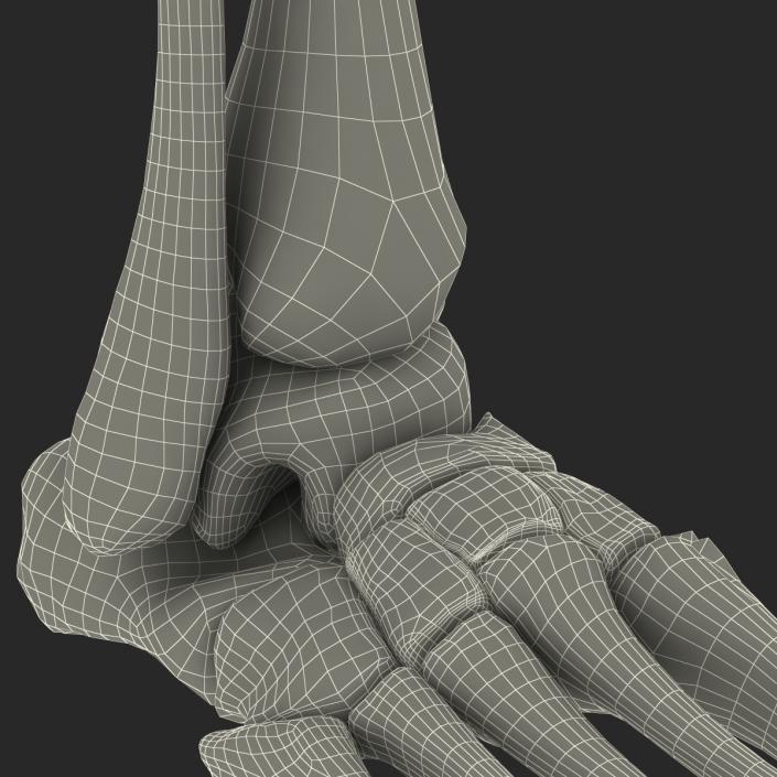 Human Skeleton Foot 3D model