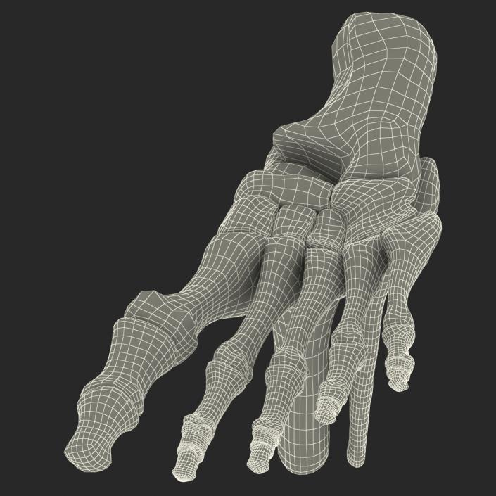 Human Skeleton Foot 3D model