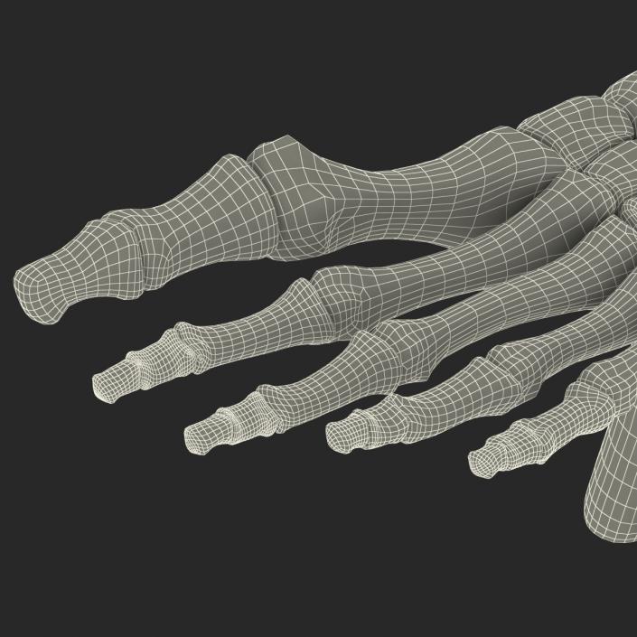 Human Skeleton Foot 3D model