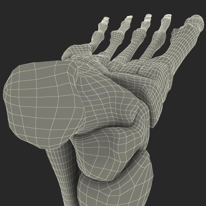 Human Skeleton Foot 3D model