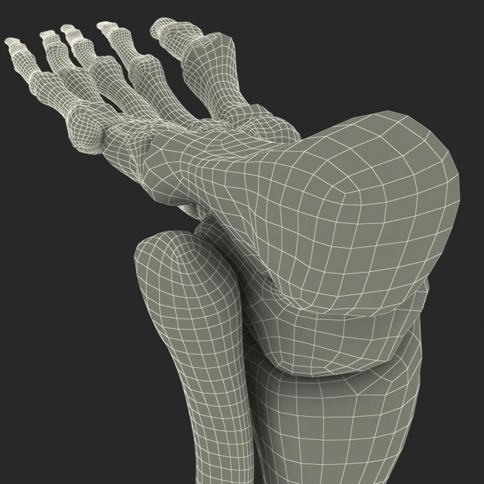 Human Skeleton Foot 3D model