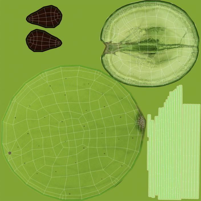 Green Grape Cross Section 2 3D