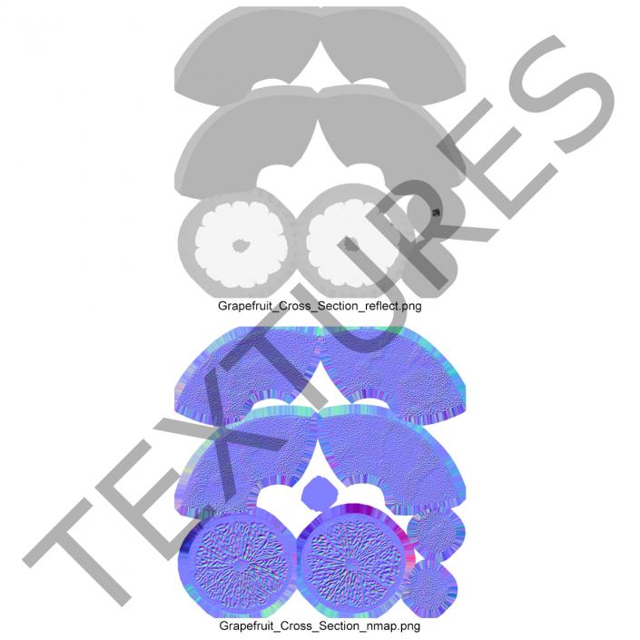 Grapefruit Cross Section 3D model