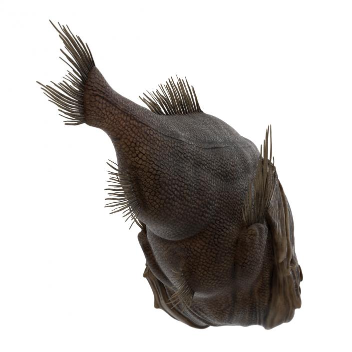 3D Fangtooth Fish 2