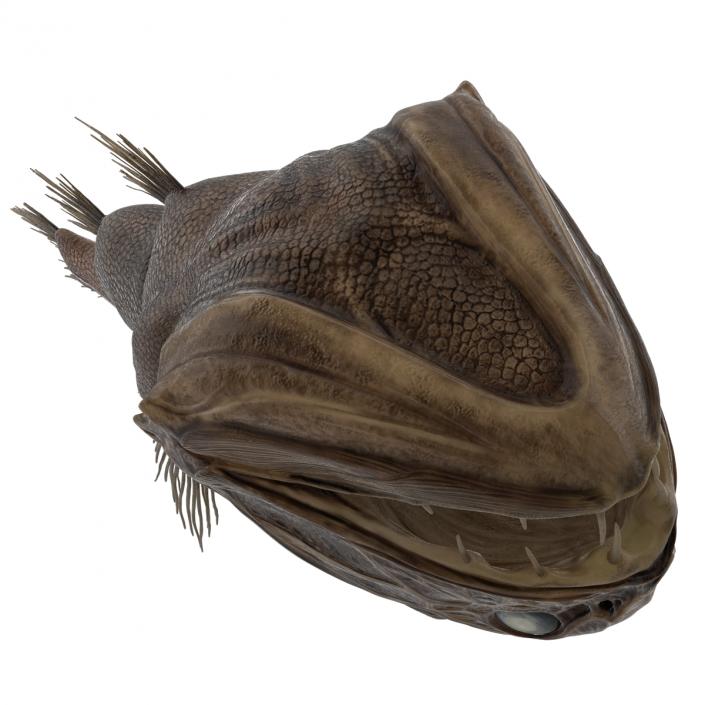 3D Fangtooth Fish 2