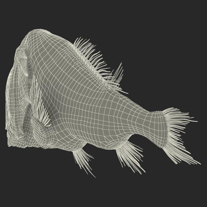 3D Fangtooth Fish 2