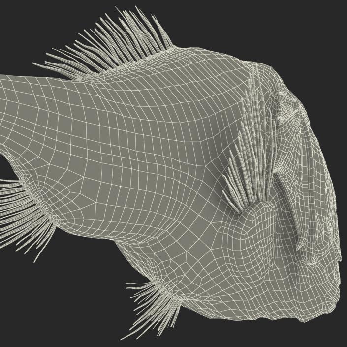 3D Fangtooth Fish 2