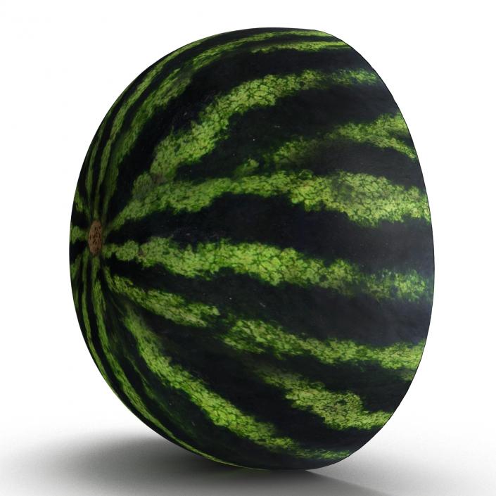 3D Watermelon Cross Section 2