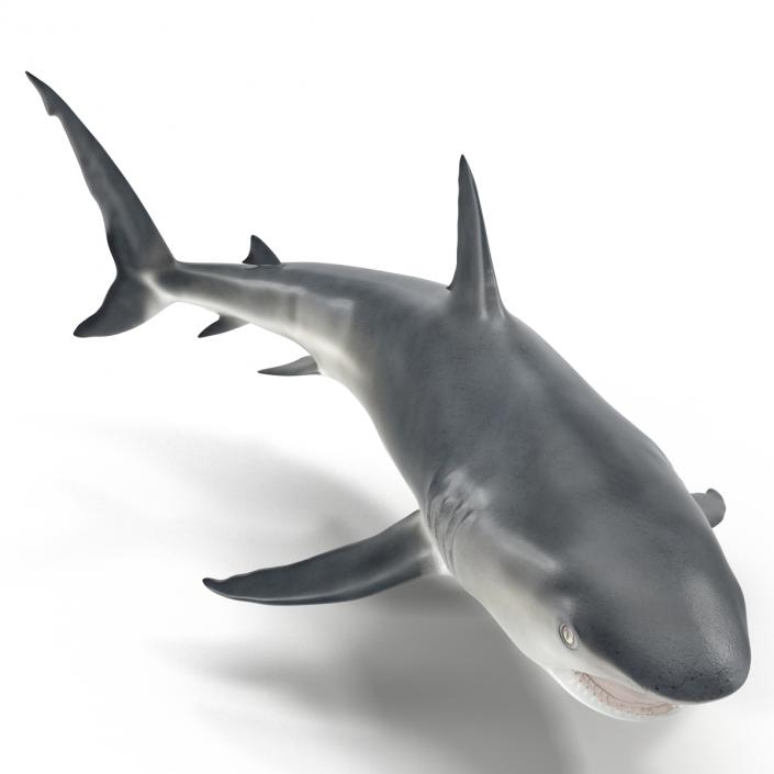 Caribbean Reef Shark Swimming Pose 3D model