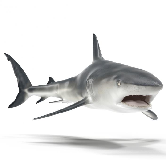 Caribbean Reef Shark Swimming Pose 3D model