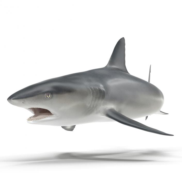 Caribbean Reef Shark Swimming Pose 3D model