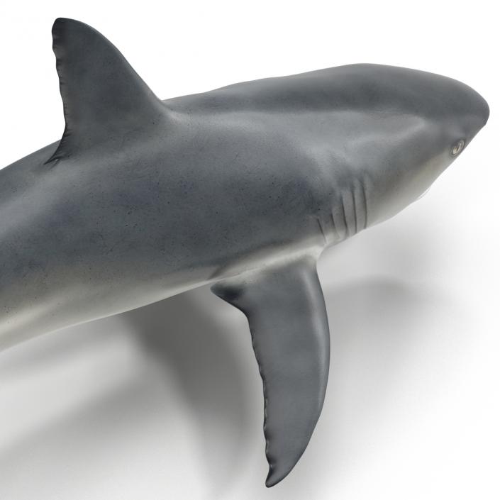 Caribbean Reef Shark Swimming Pose 3D model