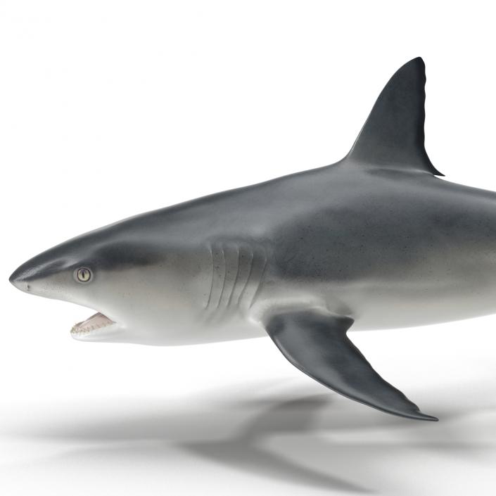 Caribbean Reef Shark Swimming Pose 3D model