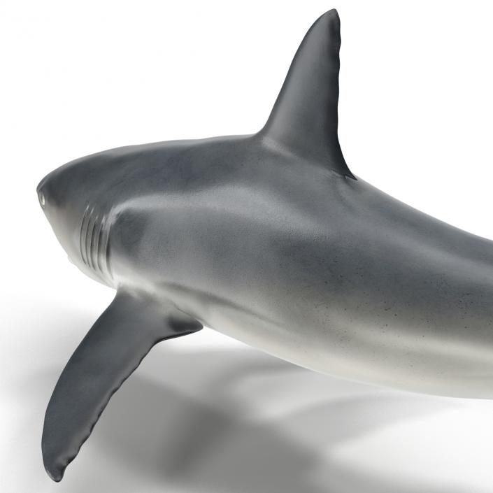 Caribbean Reef Shark Swimming Pose 3D model