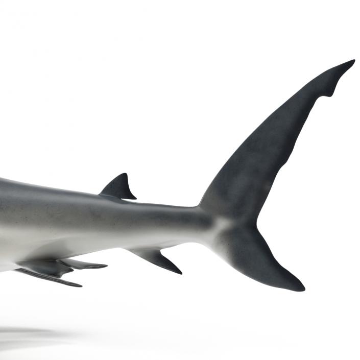 Caribbean Reef Shark Swimming Pose 3D model