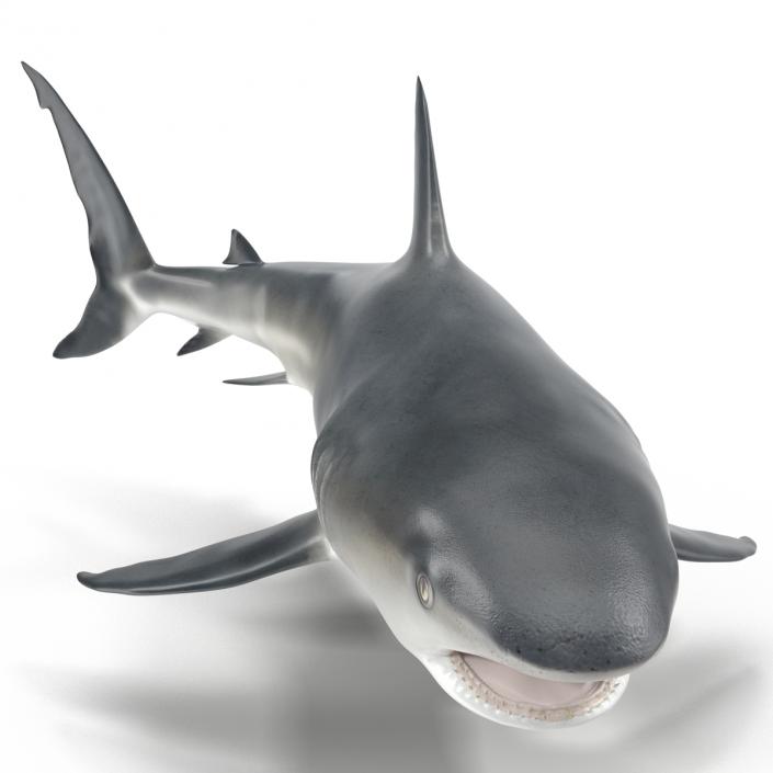 Caribbean Reef Shark Swimming Pose 3D model