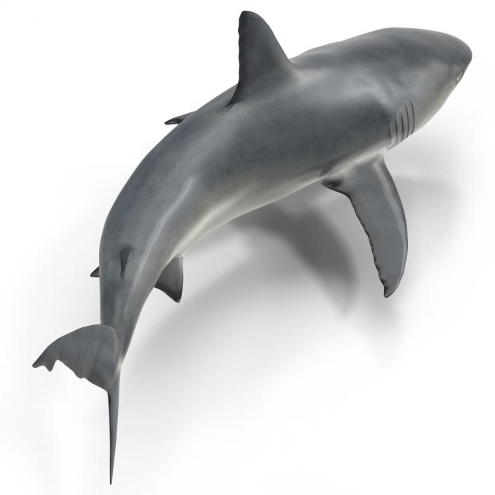 Caribbean Reef Shark Swimming Pose 3D model