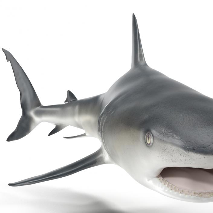 Caribbean Reef Shark Swimming Pose 3D model