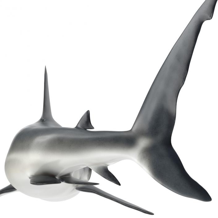 Caribbean Reef Shark Swimming Pose 3D model