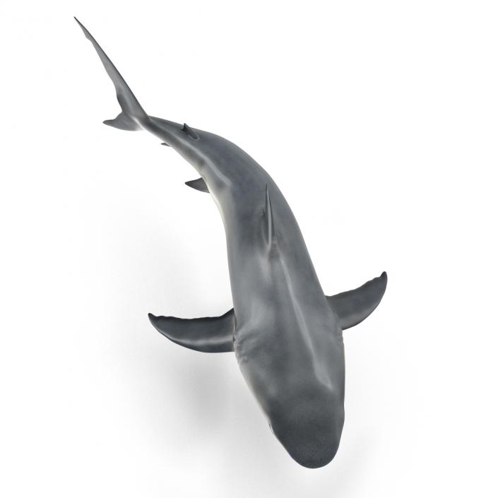 Caribbean Reef Shark Swimming Pose 3D model