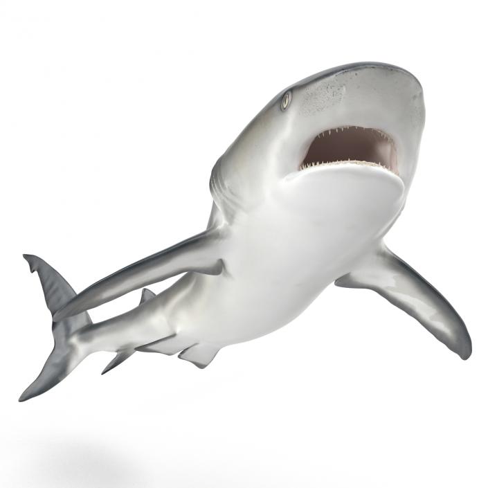 Caribbean Reef Shark Swimming Pose 3D model