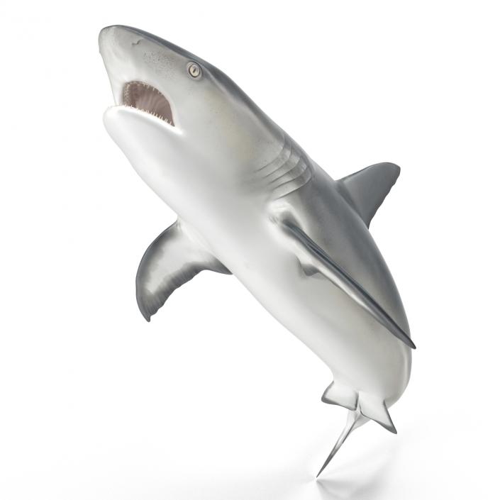 Caribbean Reef Shark Swimming Pose 3D model