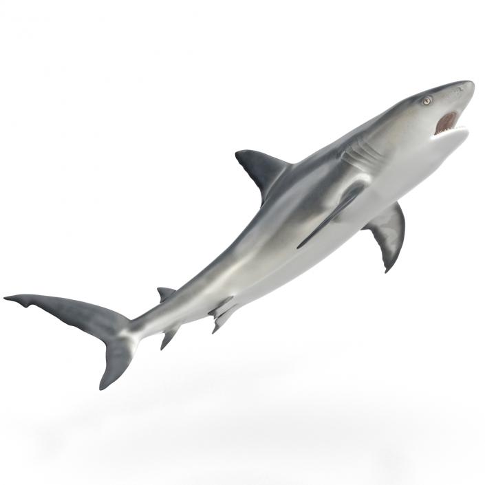 Caribbean Reef Shark Swimming Pose 3D model