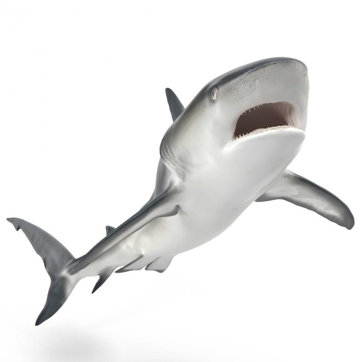 Caribbean Reef Shark Swimming Pose 3D model