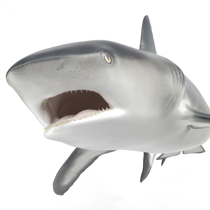 Caribbean Reef Shark Swimming Pose 3D model