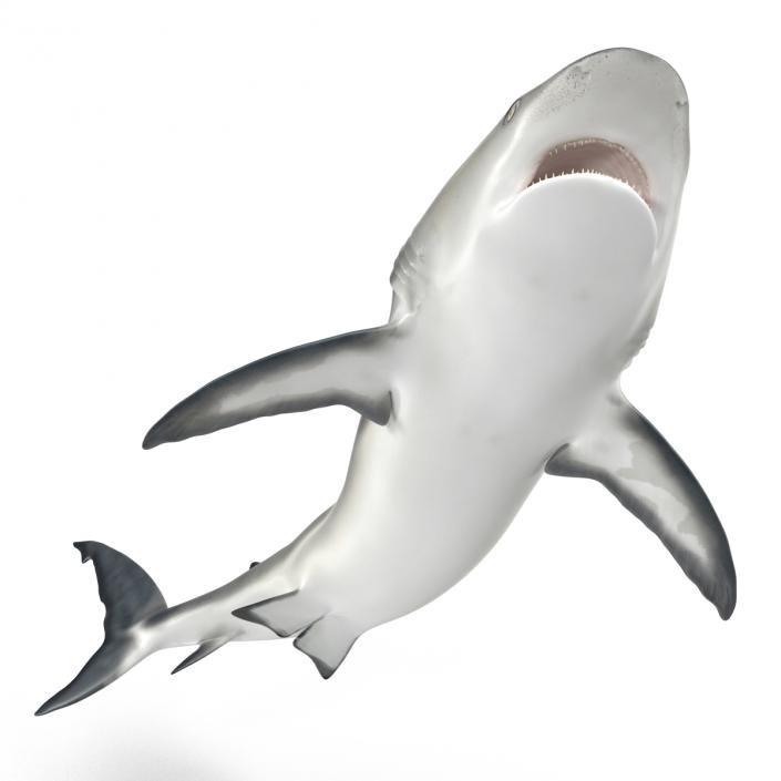 Caribbean Reef Shark Swimming Pose 3D model