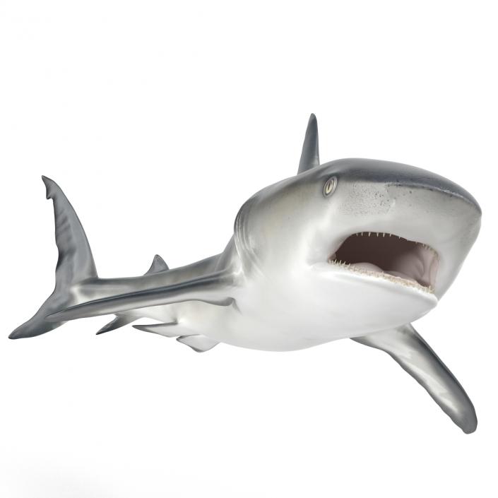 Caribbean Reef Shark Swimming Pose 3D model