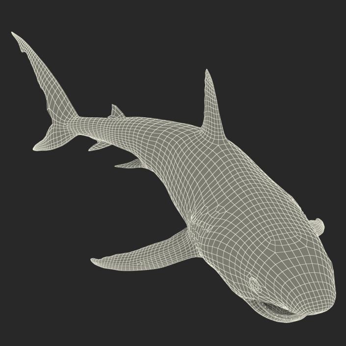 Caribbean Reef Shark Swimming Pose 3D model