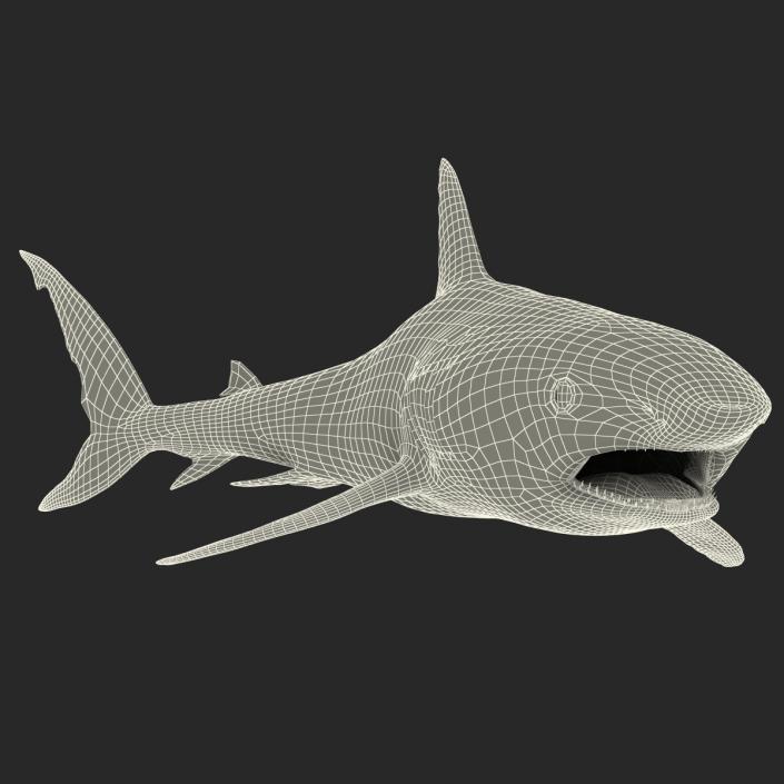 Caribbean Reef Shark Swimming Pose 3D model