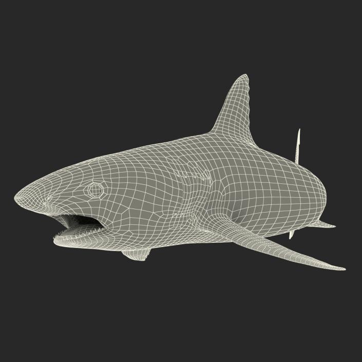 Caribbean Reef Shark Swimming Pose 3D model